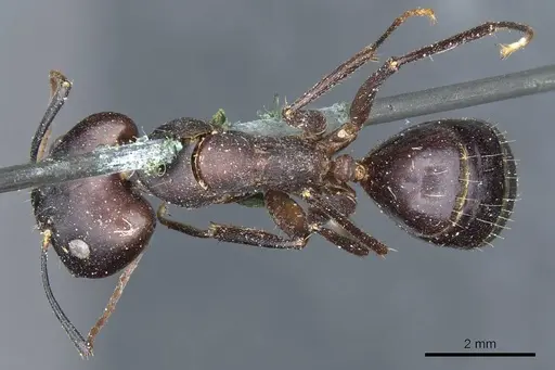 Camponotus congolensis specimen