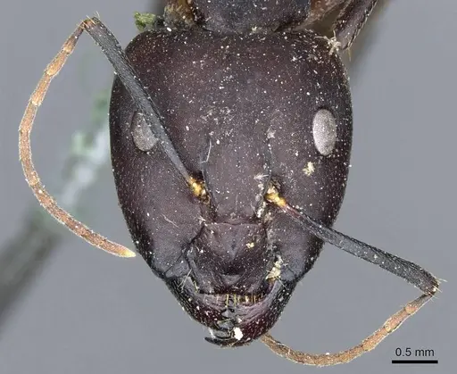 Camponotus congolensis specimen