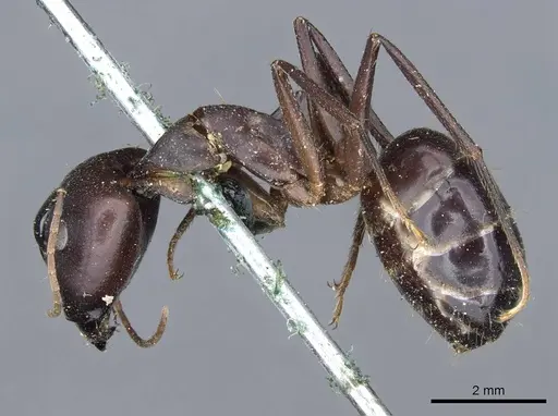 Camponotus congolensis specimen