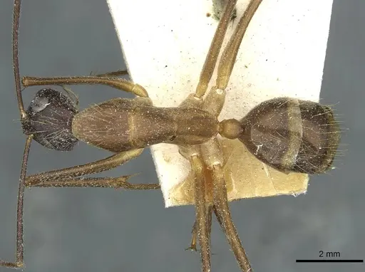 Camponotus coniceps specimen
