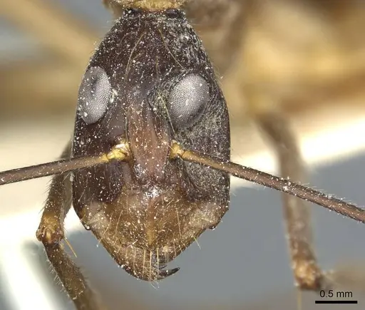 Camponotus coniceps specimen
