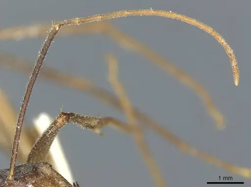 Camponotus coniceps specimen