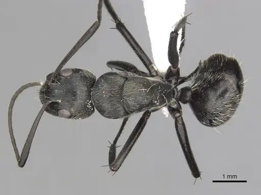 Camponotus conradti specimen