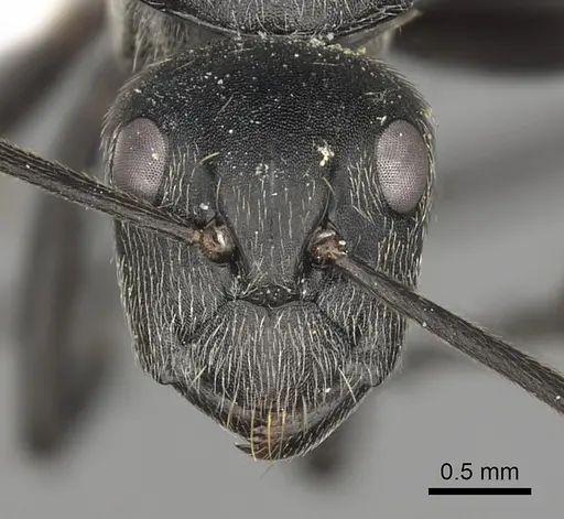 Camponotus conradti specimen