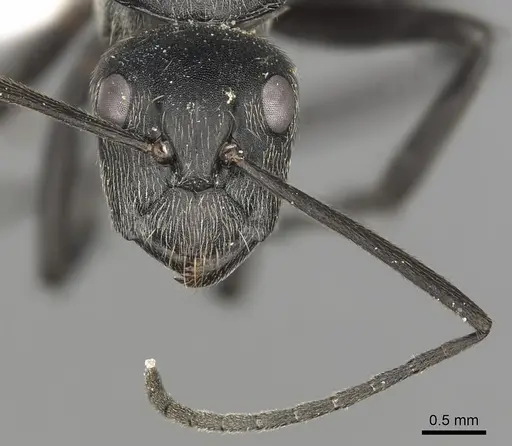 Camponotus conradti specimen