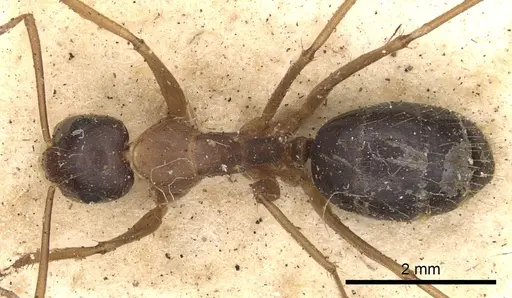 Camponotus consanguineus specimen