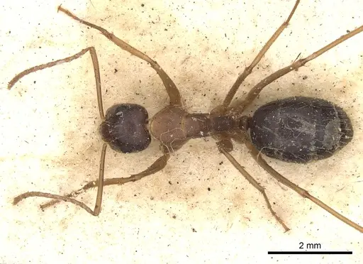 Camponotus consanguineus specimen