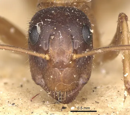 Camponotus consanguineus specimen