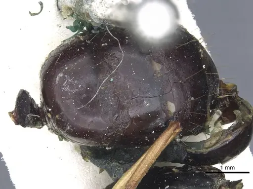 Camponotus consectator specimen