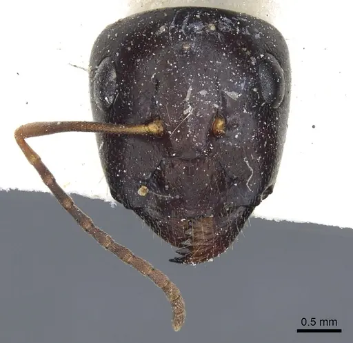 Camponotus consectator specimen
