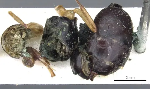 Camponotus consectator specimen