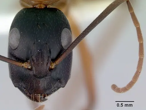 Camponotus consobrinus specimen