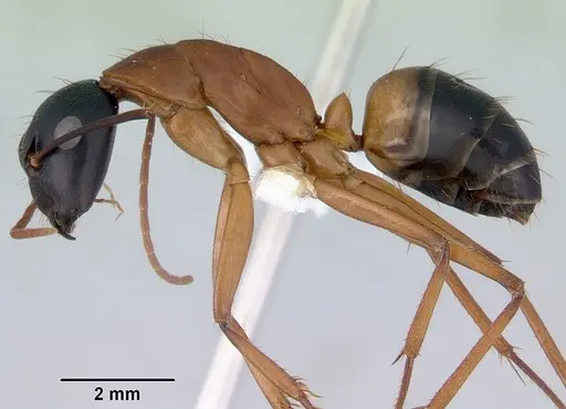 Camponotus consobrinus specimen