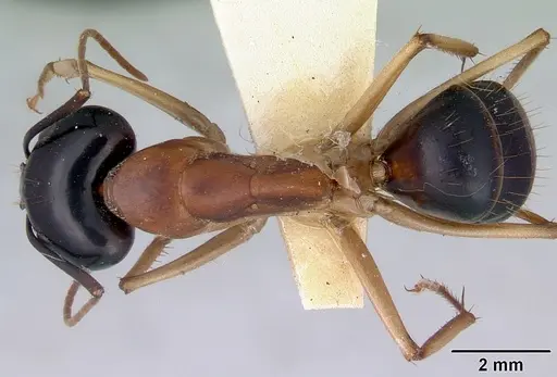 Camponotus consobrinus - CASENT0172137