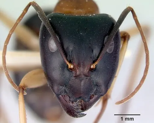 Camponotus consobrinus - CASENT0172137