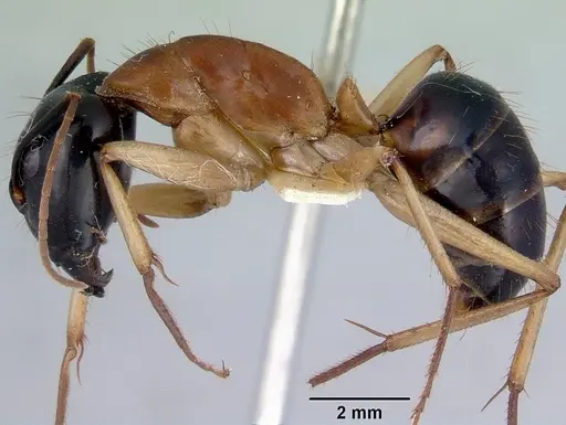 Camponotus consobrinus - CASENT0172137
