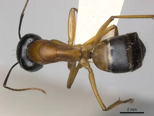 Camponotus consobrinus - CASENT0217633