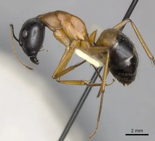 Camponotus consobrinus - CASENT0217633