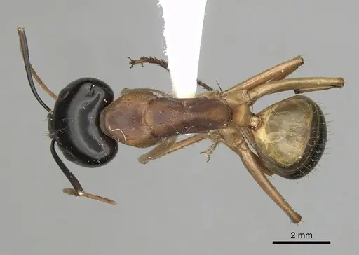 Camponotus consobrinus - CASENT0280193