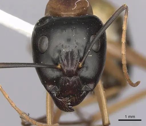 Camponotus consobrinus - CASENT0280193