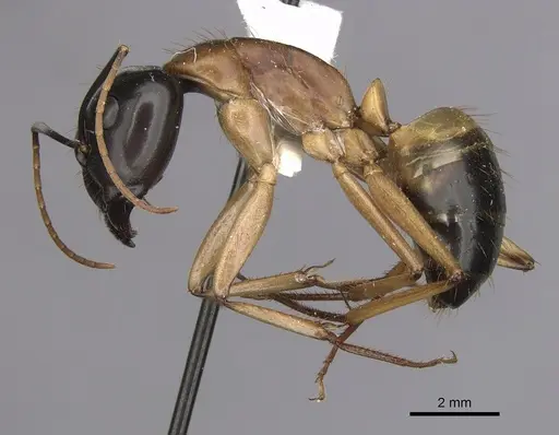 Camponotus consobrinus - CASENT0280193