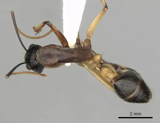 Camponotus consobrinus - CASENT0280194