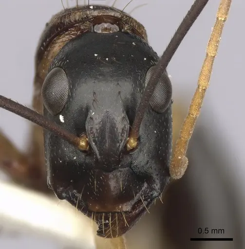 Camponotus consobrinus - CASENT0280194