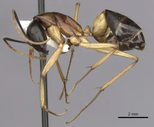 Camponotus consobrinus - CASENT0280194