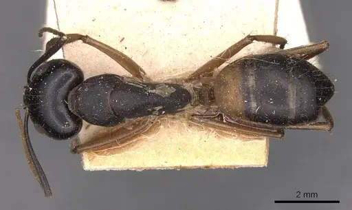 Camponotus consobrinus - CASENT0905236