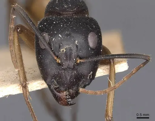 Camponotus consobrinus - CASENT0905236