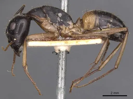 Camponotus consobrinus - CASENT0905236