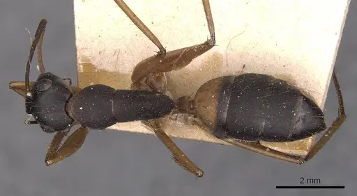 Camponotus consobrinus - CASENT0905237