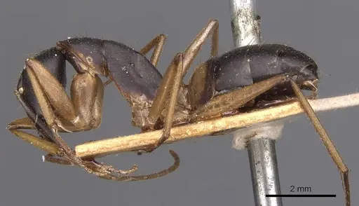 Camponotus consobrinus - CASENT0905237