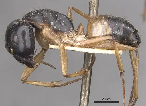 Camponotus consobrinus - CASENT0910307
