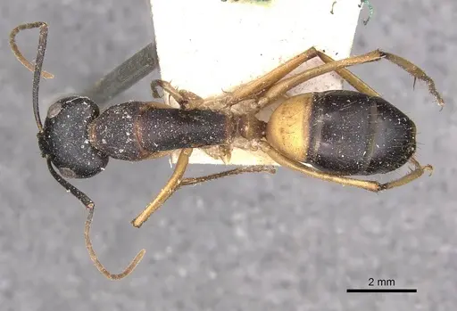 Camponotus consobrinus - CASENT0910308