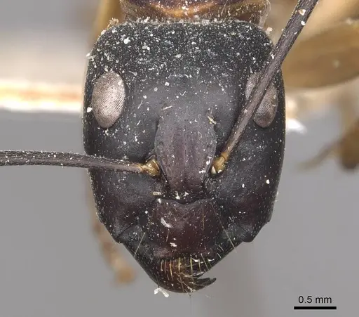 Camponotus consobrinus - CASENT0910308