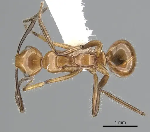 Camponotus constructor specimen