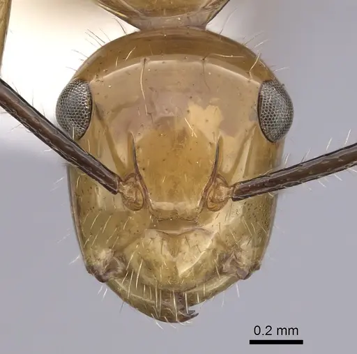 Camponotus constructor specimen