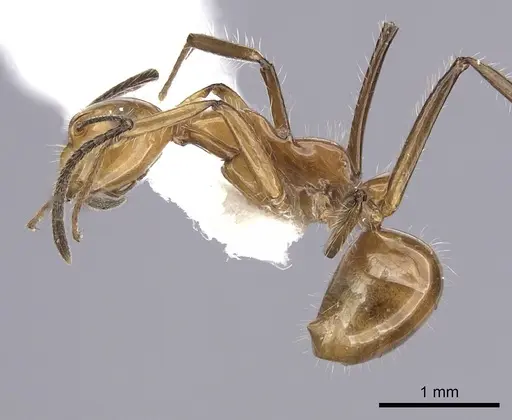 Camponotus constructor specimen