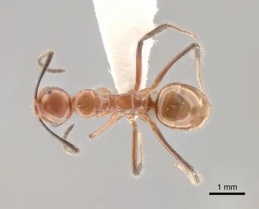 Camponotus constructor - CASENT0843418