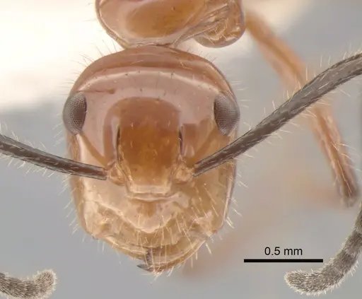 Camponotus constructor - CASENT0843418