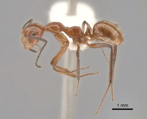 Camponotus constructor - CASENT0843418