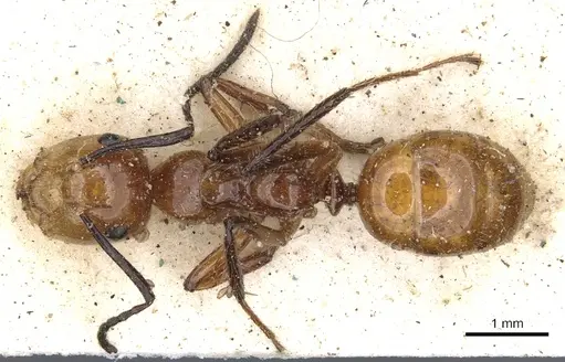 Camponotus constructor - CASENT0903634