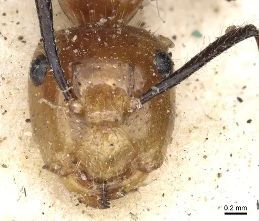 Camponotus constructor - CASENT0903634