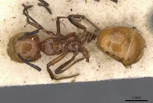 Camponotus constructor - CASENT0910614