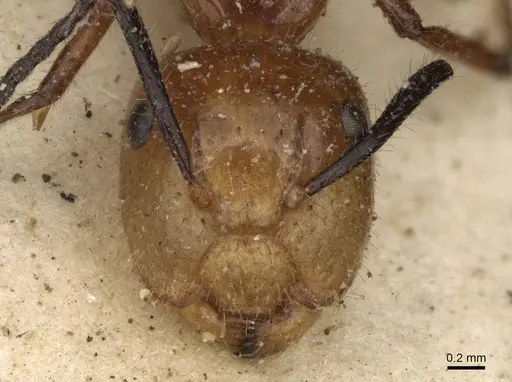 Camponotus constructor - CASENT0910614