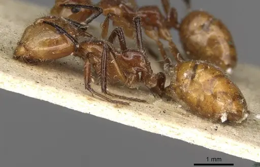 Camponotus constructor - CASENT0910614