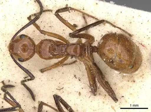 Camponotus constructor - CASENT0910615