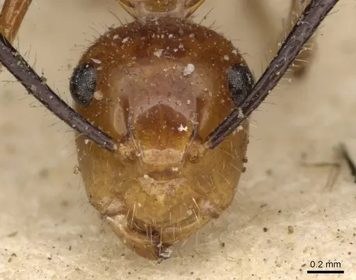 Camponotus constructor - CASENT0910615