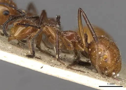 Camponotus constructor - CASENT0910615